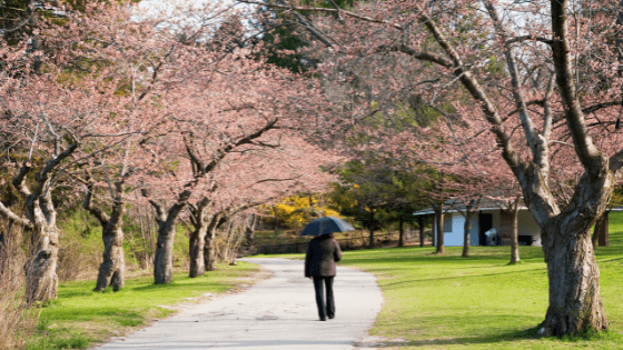 Celebrate Mother's Day 2022 In Toronto- Cherry blossom season in High Park