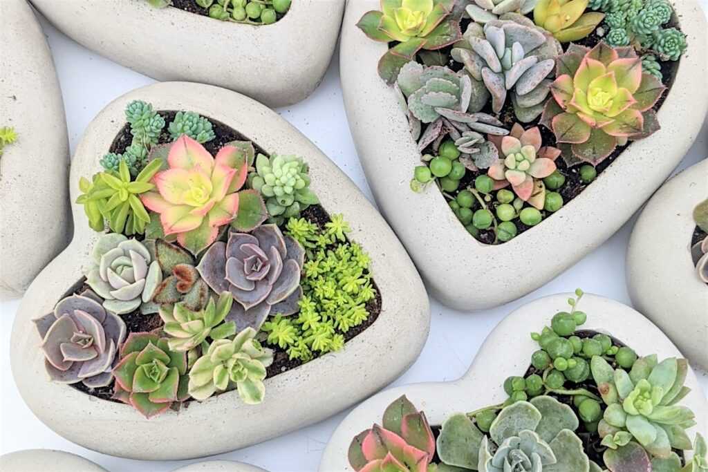 Mother’s Day Succulent Workshop